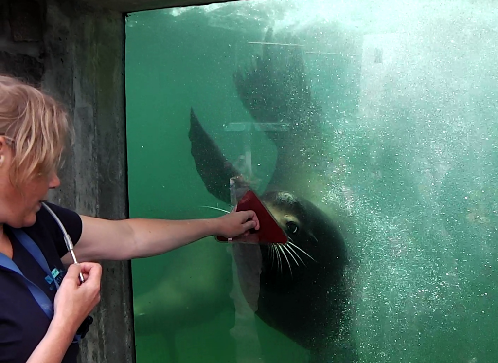 Targettraining zeeleeuw