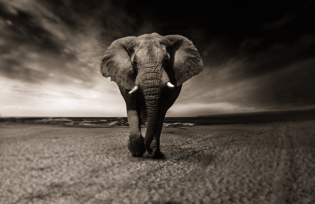elephant, black-and-white, animal-2870777.jpg