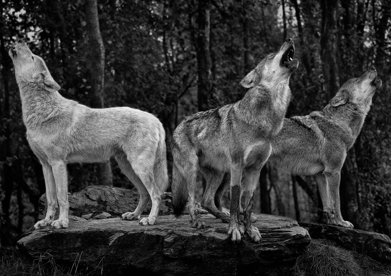 grey wolves, wolves, forest-7416396.jpg