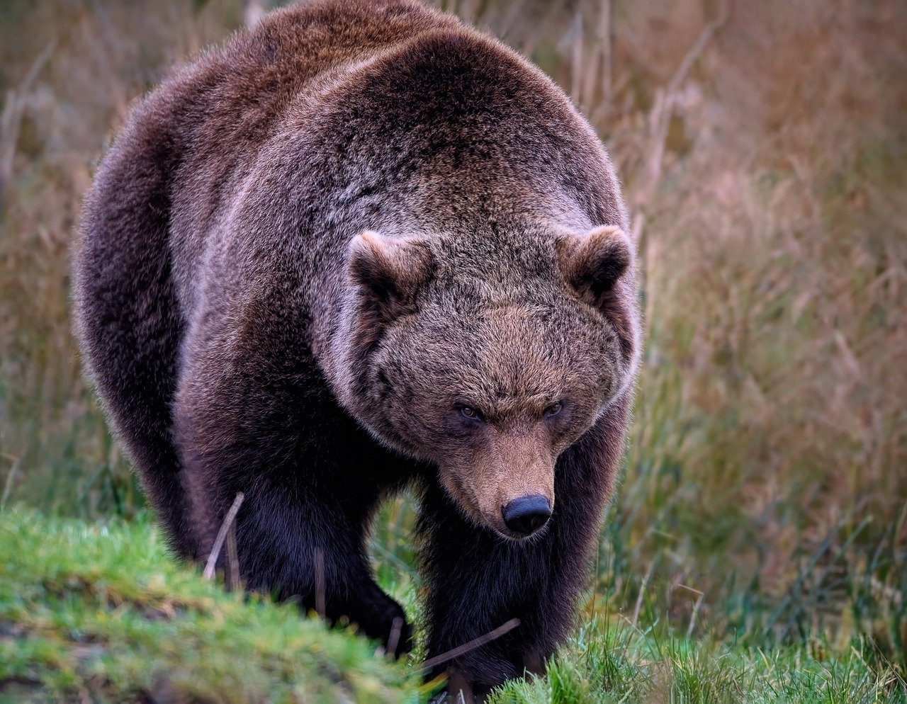 bear, grizzly bear, grizzly-7860673.jpg