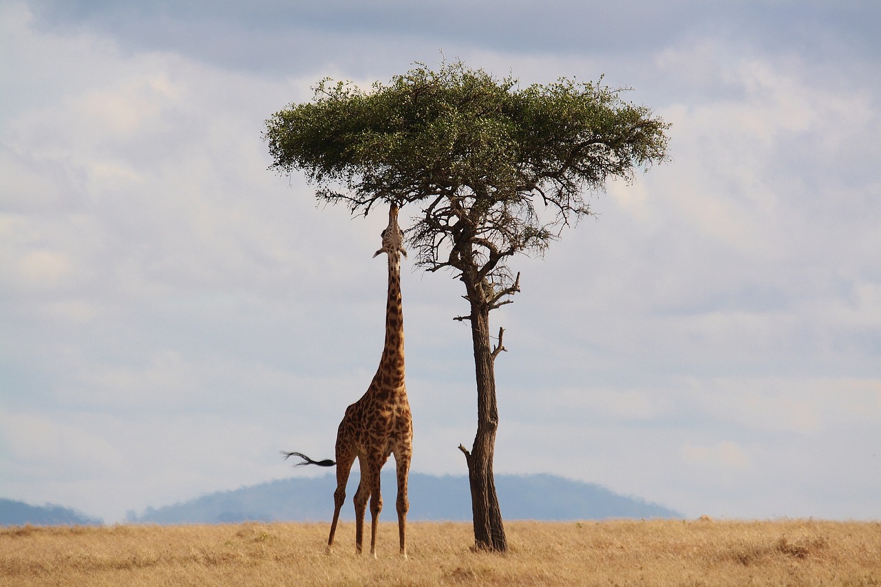 giraffe, animal, mammal-2191662.jpg