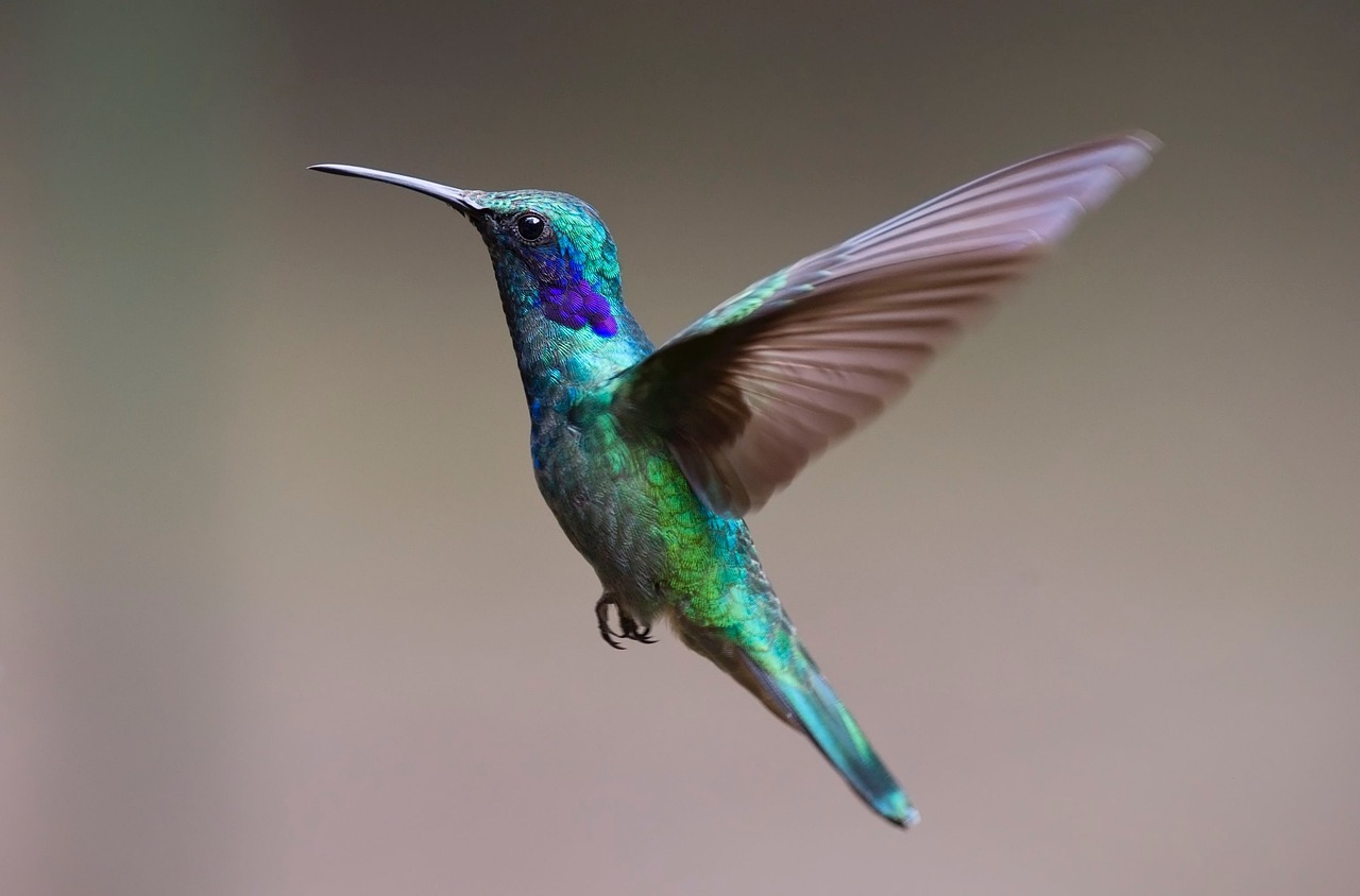 hummingbird, bird, nature-2139279.jpg
