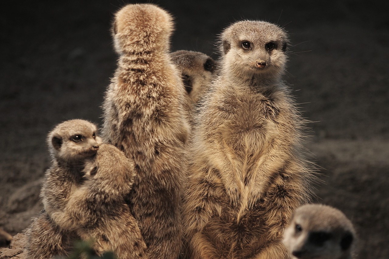 meerkat, family, warm-3828228.jpg